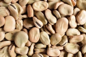 Wholesale Fava Beans for sale – Broad Beans in Bulk