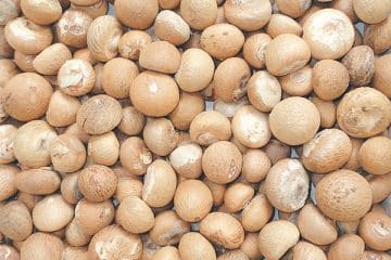 Dried Betel Nuts for sale in bulk at wholesale prices