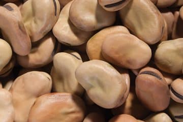 Wholesale Broad Beans Suppliers – Buy in bulk and save
