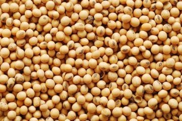 Wholesale Soybeans Suppliers and Manufacturers